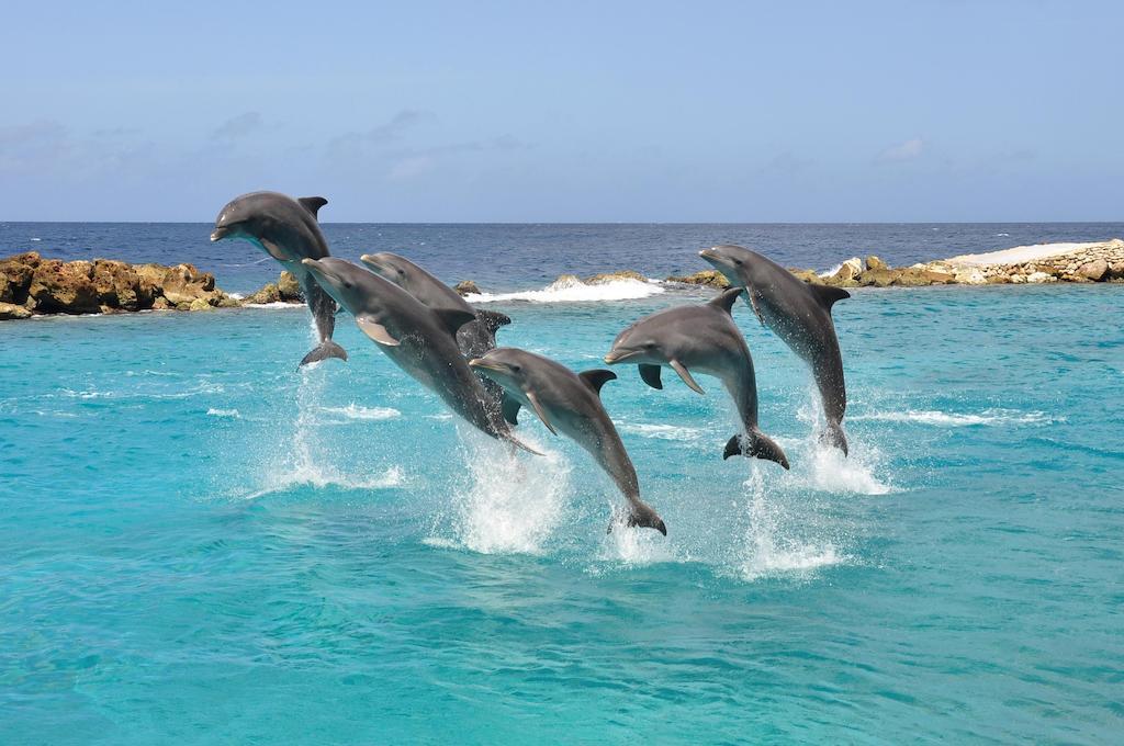 Dolphin Suites & Wellness Curacao Willemstad Kültér fotó